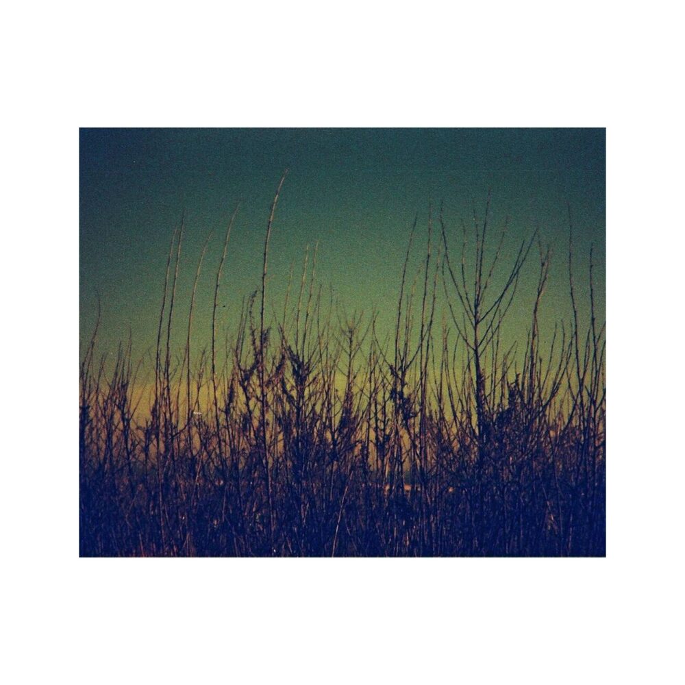 Lomography Color Tiger 110 200 ASA Single Pack