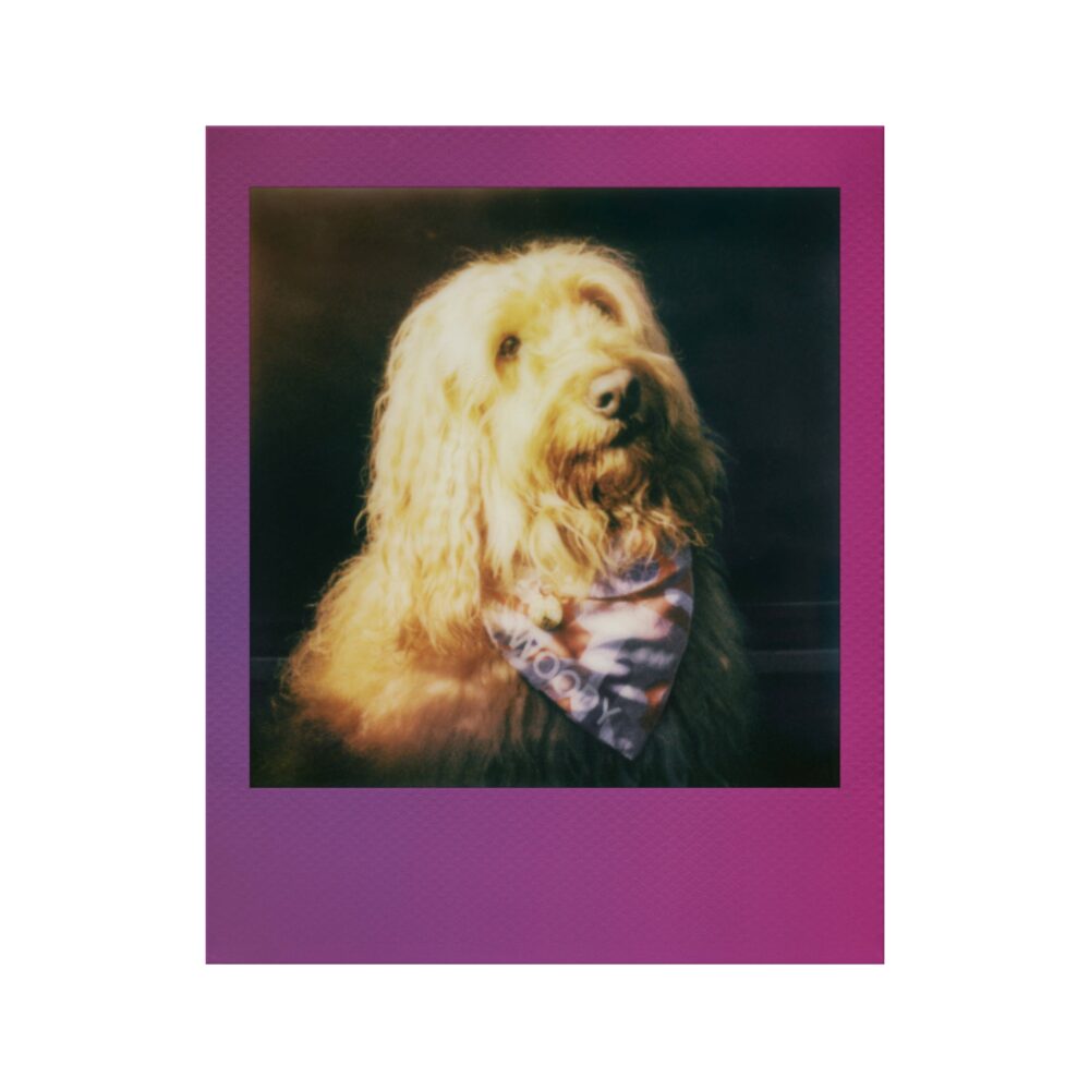 Polaroid Colour Film for Go - Gradient Frame - Double Pack